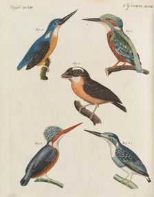 Children's Picture Book (Children's encyclopaedia) by Friedrich Johann Justin Bertuch, 1798-1830. Creator: Pupils of the Weimar Princely Free Drawing School