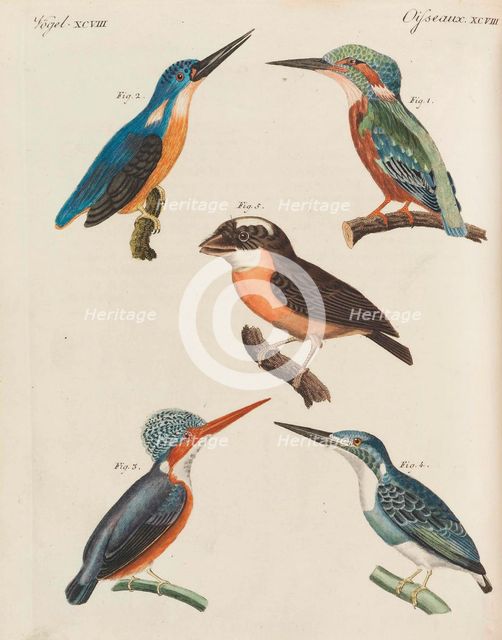 Children's Picture Book (Children's encyclopaedia) by Friedrich Johann Justin Bertuch, 1798-1830. Creator: Pupils of the Weimar Princely Free Drawing School.