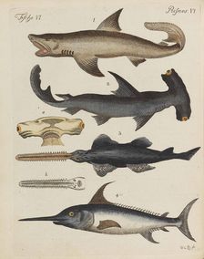 Children's Picture Book (Children's encyclopaedia) by Friedrich Johann Justin Bertuch, 1798-1830. Creator: Pupils of the Weimar Princely Free Drawing School