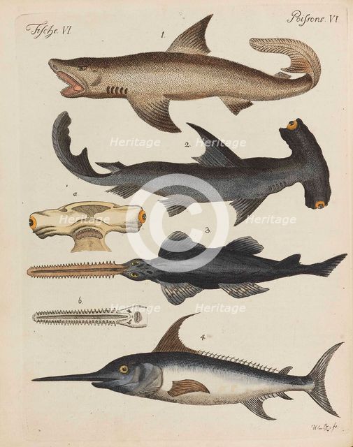 Children's Picture Book (Children's encyclopaedia) by Friedrich Johann Justin Bertuch, 1798-1830. Creator: Pupils of the Weimar Princely Free Drawing School.