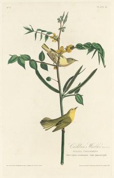 Children's Warbler, 1828. Creator: Robert Havell