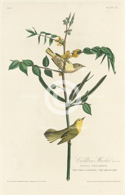 Children's Warbler, 1828. Creator: Robert Havell.