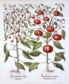 Chili Pepper [Nightshade Family], from Hortus Eystettensis by Basil Besler (1561-1629), pub. 1613