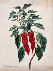 Chilli or pepper plant (Capsicum annuum): fruiting stem. Creator: Unknown