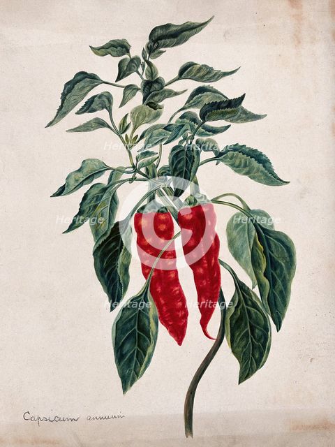 Chilli or pepper plant (Capsicum annuum): fruiting stem. Creator: Unknown.