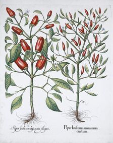 Chilli pepper plants, 1613. Creator: Unknown