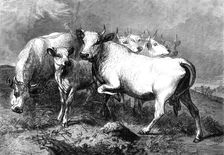 Chillingham wild cattle, 1872. Creator: Unknown