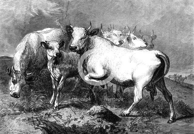 Chillingham wild cattle, 1872. Creator: Unknown.
