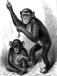 Chimpanzee and Koolokamba, at the Zoological Society's Gardens, 1883. Creator: Unknown