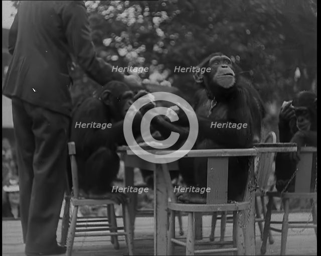Chimpanzees Having a Tea Party at the Zoo, 1940. Creator: British Pathe Ltd.