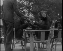 Chimpanzees Having a Tea Party at the Zoo, 1940. Creator: British Pathe Ltd