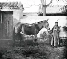 China: an old Mongol woman with her horse, Beijing, 1871. Creator: John Thomson