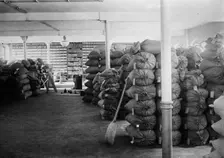 China - Beans at Dalny, between c1910 and c1915. Creator: Bain News Service