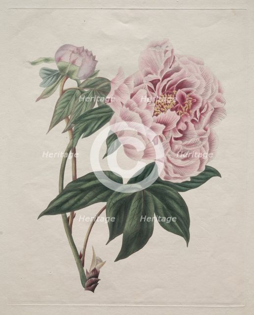 Chinese Tree Peony (Paeonia suffruticosa), c. 1820. Creator: Smith (British).