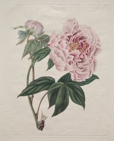 Chinese Tree Peony (Paeonia suffruticosa), c. 1820. Creator: Smith (British)