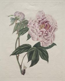Chinese Tree Peony (Paeonia suffruticosa), c. 1820. Creator: Smith (British)