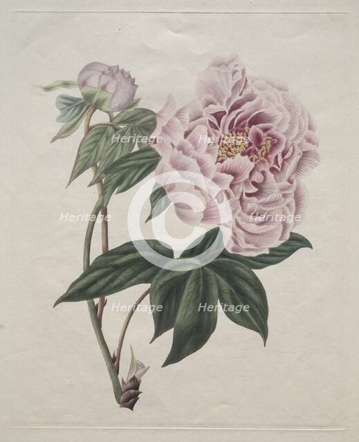 Chinese Tree Peony (Paeonia suffruticosa), c. 1820. Creator: Smith (British).