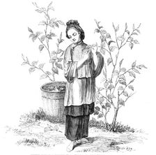 Chinese Woman gathering Tea - from a drawing by a Chinese artist, 1857. Creator: Unknown