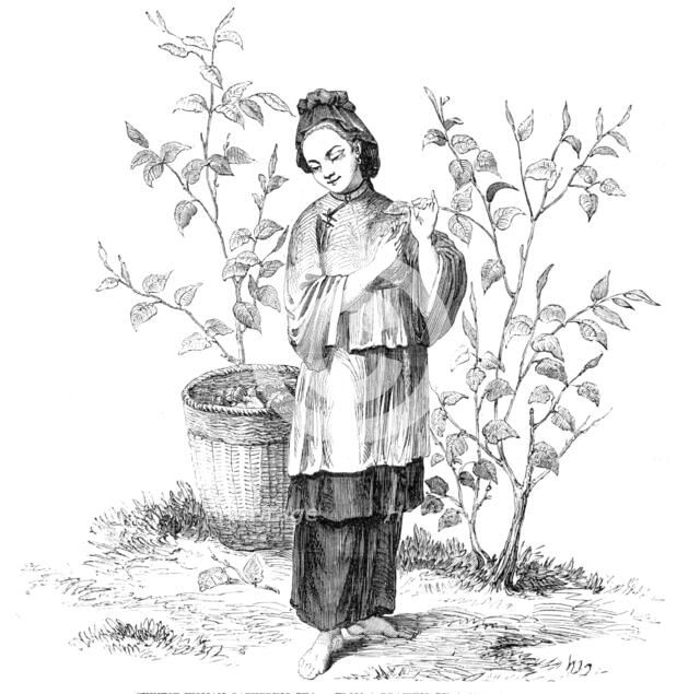 Chinese Woman gathering Tea - from a drawing by a Chinese artist, 1857. Creator: Unknown.