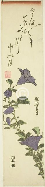 Chinese Bell Flowers, c. 1830s. Creator: Ando Hiroshige.