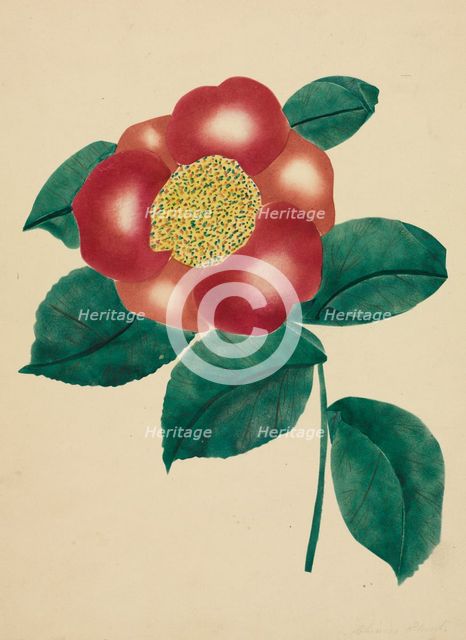 Chinese Flower. Creator: Mary Altha Nims (American, 1817-1907).