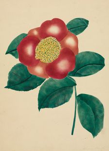 Chinese Flower. Creator: Mary Altha Nims (American, 1817-1907)