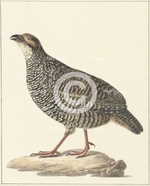 Chinese francolin (Francolinus pintadeanus), 1759-1842. Creator: Pieter Bartholomeusz. Barbiers.