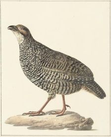 Chinese francolin (Francolinus pintadeanus), 1759-1842. Creator: Pieter Bartholomeusz. Barbiers