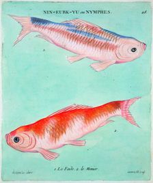 Chinese goldfish, 18th century. Creator: Francois Nicholas Martinet