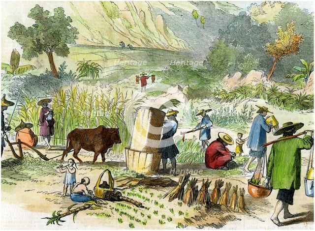 Chinese harvest, Hong Kong, c1875. Artist: Unknown