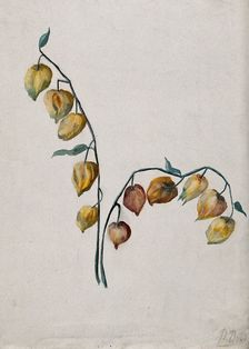 Chinese lantern (Physalis alkekengi): fruiting stem. Creator: Unknown