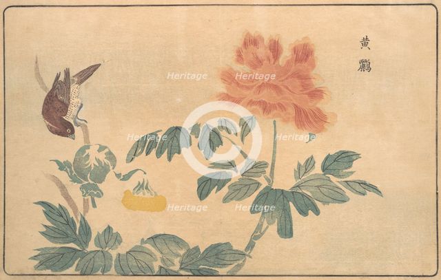 Chinese Oriole and Peonies, 1789. Creator: Kitao Masayoshi.