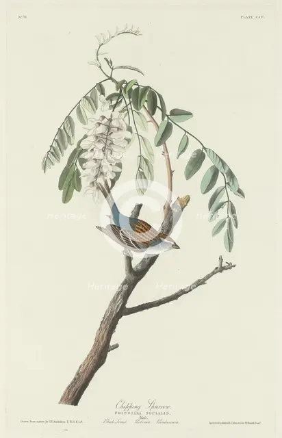 Chipping Sparrow, 1831. Creator: Robert Havell.