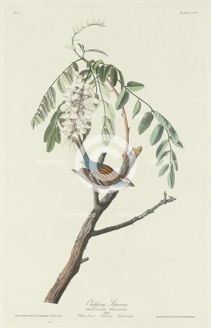 Chipping Sparrow, 1831. Creator: Robert Havell.