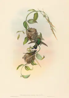 Chlorostilbona prasina (Puncheran's Emerald). Creators: John Gould, Henry Constantine Richter