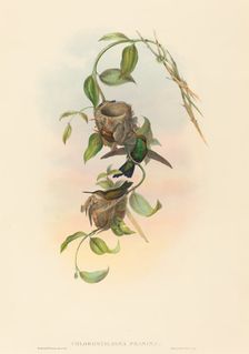 Chlorostilbona prasina (Puncheran's Emerald). Creators: John Gould, Henry Constantine Richter