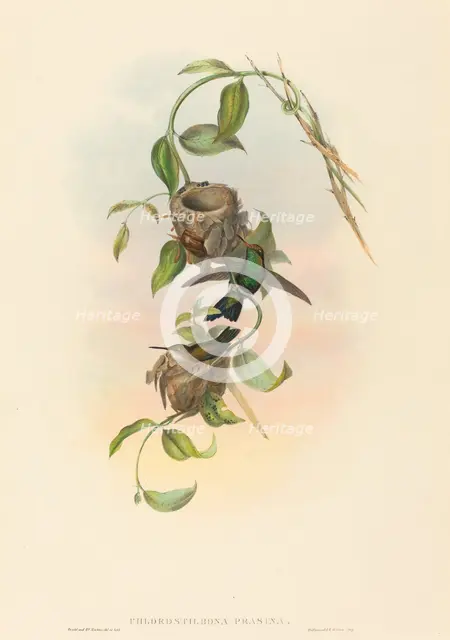 Chlorostilbona prasina (Puncheran's Emerald). Creators: John Gould, Henry Constantine Richter.