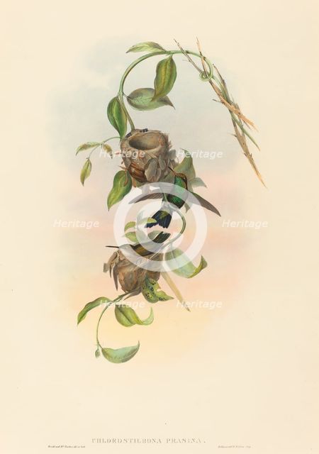 Chlorostilbona prasina (Puncheran's Emerald). Creators: John Gould, Henry Constantine Richter.