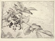 Choke-berries, 1920. Creator: Bolton Coit Brown