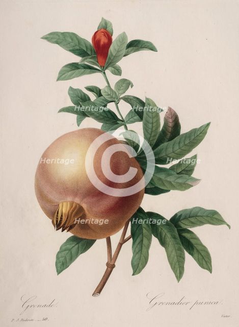 Choix des plus belles fleurs...plus beaux fruits: Grenade, 1827. Creator: Henry Joseph Redouté (French, 1766-1853).