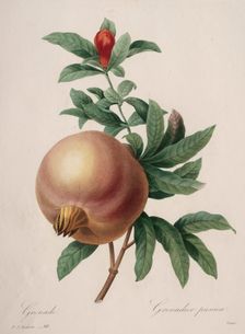 Choix des plus belles fleurs...plus beaux fruits: Grenade, 1827. Creator: Henry Joseph Redouté (French, 1766-1853)