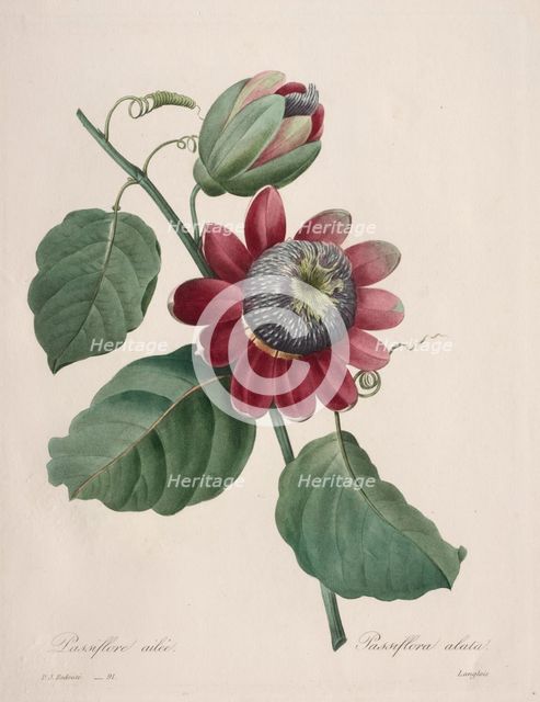 Choix des plus belles fleurs...plus beaux fruits: Passiflore ailee, 1827. Creator: Henry Joseph Redouté (French, 1766-1853).
