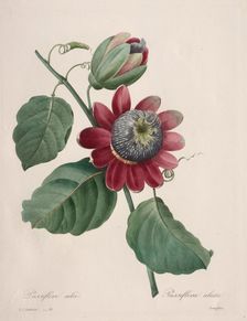 Choix des plus belles fleurs...plus beaux fruits: Passiflore ailee, 1827. Creator: Henry Joseph Redouté (French, 1766-1853)