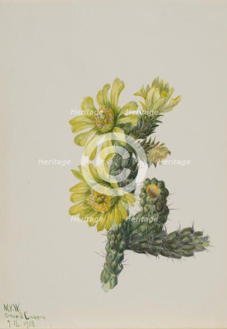 Cholla Opuntia whipplei, 1938. Creator: Mary Vaux Walcott.
