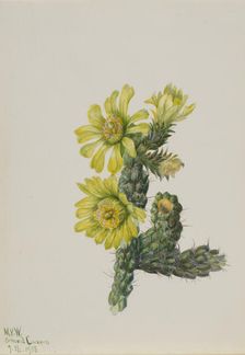 Cholla Opuntia whipplei, 1938. Creator: Mary Vaux Walcott