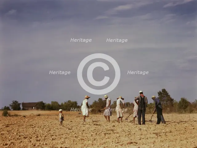 Chopping cotton on rented land near White Plains, Greene County, Ga., 1941. Creator: Jack Delano.