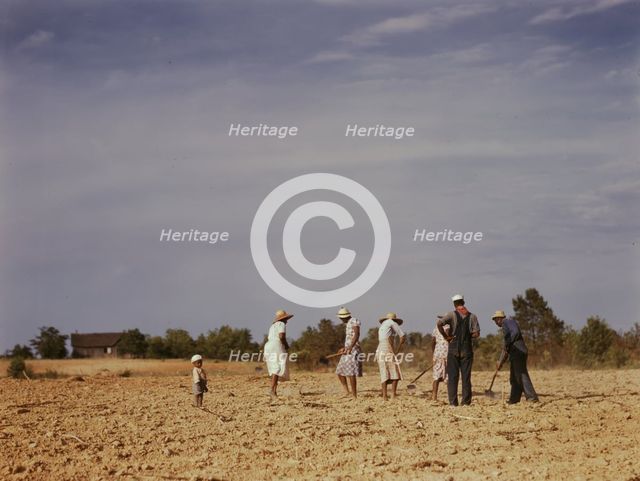 Chopping cotton on rented land near White Plains, Greene County, Ga., 1941. Creator: Jack Delano.