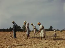 Chopping cotton on rented land near White Plains, Greene County, Ga., 1941. Creator: Jack Delano