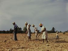 Chopping cotton on rented land near White Plains, Greene County, Ga., 1941. Creator: Jack Delano