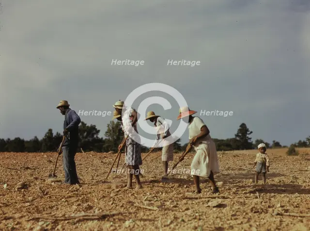 Chopping cotton on rented land near White Plains, Greene County, Ga., 1941. Creator: Jack Delano.